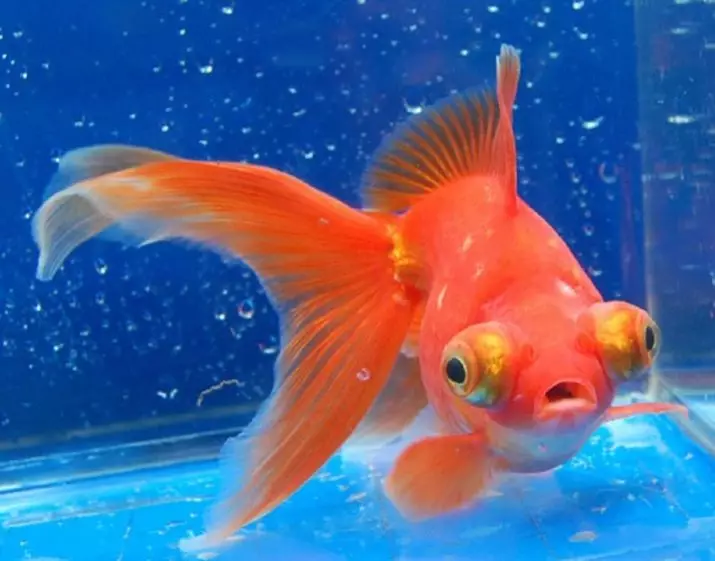 Innholdet i gullfisk og omsorg for dem (26 bilder): Hvordan bryr seg om fisk i akvariet nybegynnere? Hvordan inneholde akvarium fisk hjemme? 11516_9