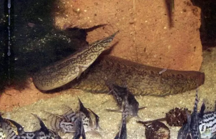 Macrognatus (21 foto's): een beschrijving van het Snoeig Aquarium Eel, de macroganatus van het oog en de koffie, het gehalte aan vis in het aquarium en de zorg. Wat te voeden? 11520_13