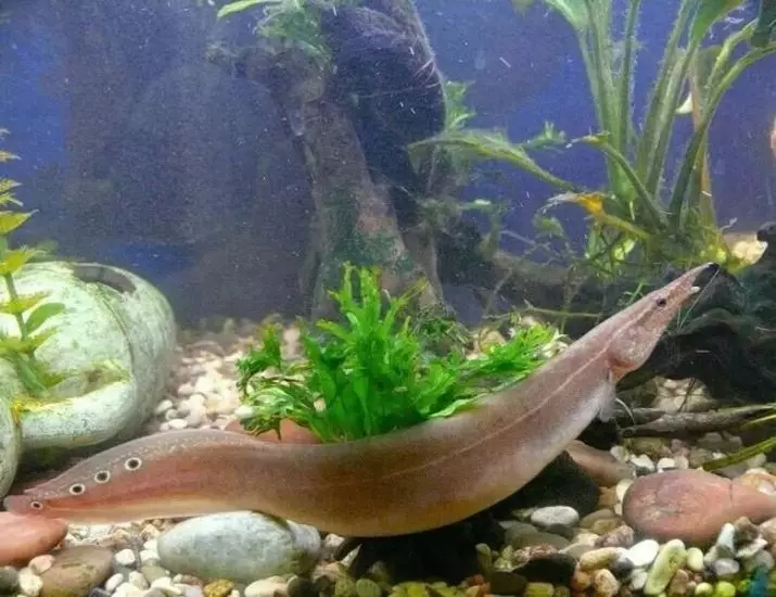 Macrognatus (21 billeder): En beskrivelse af det spiny akvarium ål, øjets makroganatus, indholdet af fisk i akvariet og pleje. Hvad skal man fodre dem? 11520_17