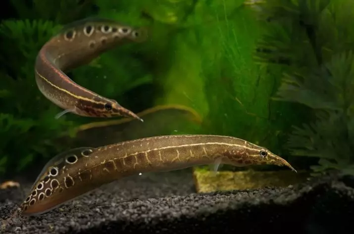 Macrognatus (21 صورة): وصف لحوض السمك الشوكري، Macroganatus للعين والقهوة، محتوى الأسماك في الحوض والرعاية. ما لإطعامهم؟ 11520_2