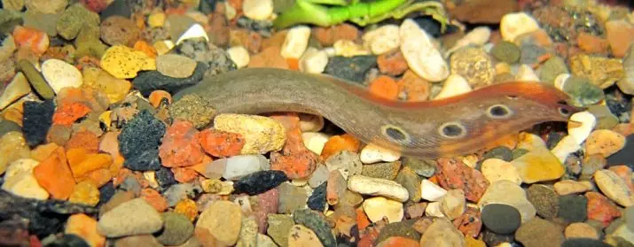 Macrognatus (21 photos): a description of the spiny aquarium eel, the macroganatus of the eye and coffee, the content of fish in the aquarium and care. What to feed them? 11520_20