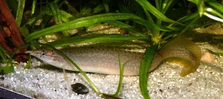 MacroGnatus (21 fotografii): o descriere a anghilă de acvariu spinoasă, macroganatusul ochiului și cafeaua, conținutul de pește în acvariu și îngrijire. Ce să le hrănească? 11520_21