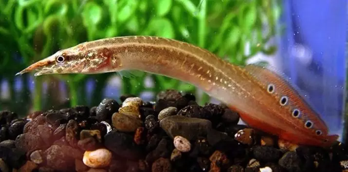 Macrognatus (21 billeder): En beskrivelse af det spiny akvarium ål, øjets makroganatus, indholdet af fisk i akvariet og pleje. Hvad skal man fodre dem? 11520_3