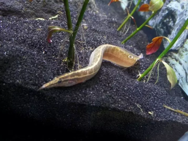 Makrognatus (21 fotiek): Popis spiny Aquarium Eel, makroganatus oka a kávy, obsah rýb v akváriu a starostlivosti. Čo ich kŕmenie? 11520_5