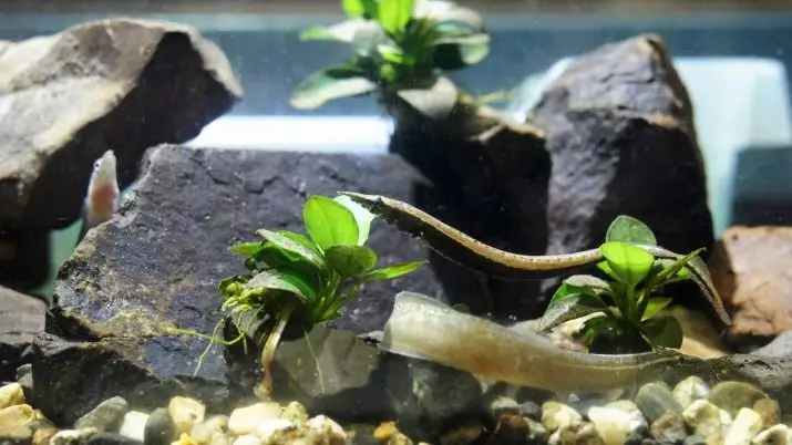 Macronatus (21 fotografije): opis Spiny akvarija jegulja, makroganatus oči in kave, vsebnost rib v akvariju in nega. Kaj jih hranite? 11520_7
