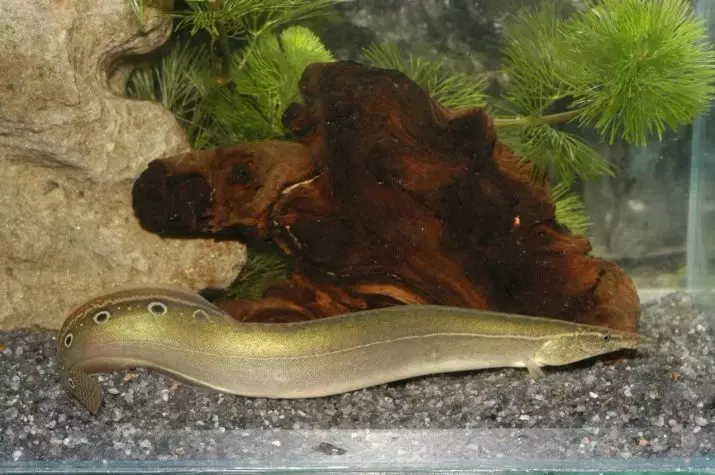 IMacrognatus (izithombe ezingama-21): Incazelo ye-spiny aquarium eel, iMacrogananus yeso nekhofi, okuqukethwe izinhlanzi kwi-aquarium nokunakekelwa. Yini okufanele ubondle? 11520_9