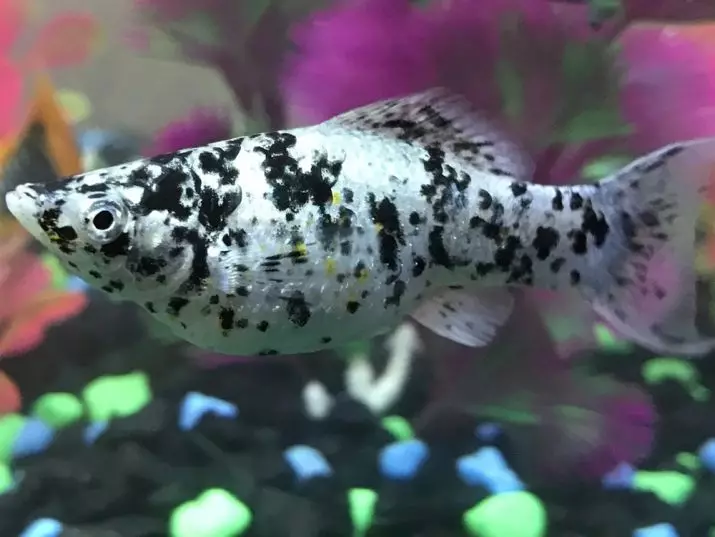Fiŝoj Mollyzia (33 fotoj): Trajtoj de la enhavo de Aquarium Fish hejme. Kiel distingi virinon de masklo? 11527_10