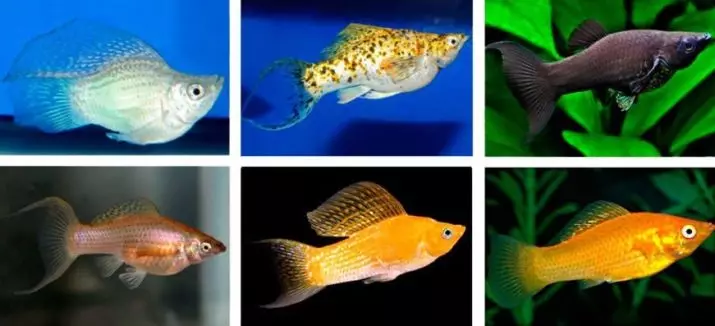 Peces Mollyzia (33 fotos): Características del contenido de los peces de acuario en casa. ¿Cómo distinguir a una mujer de hombre? 11527_11