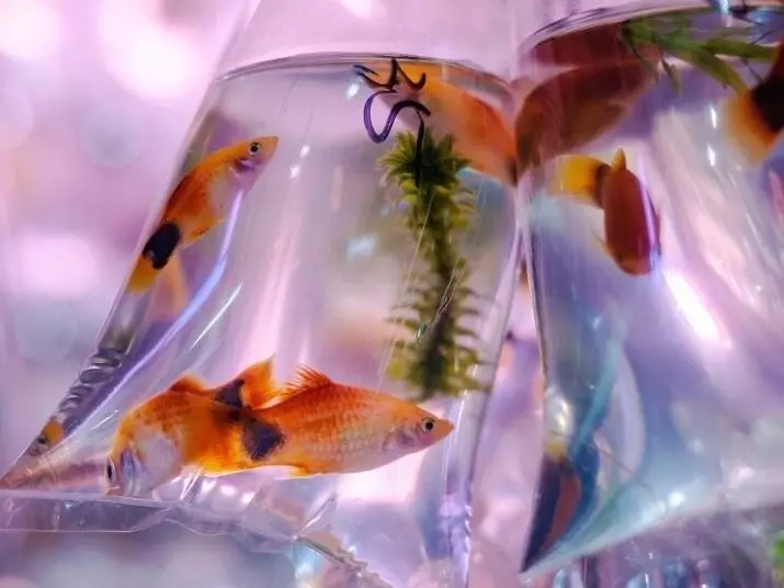 Риба Молизија (33 фотографии): Карактеристики на содржината на аквариум риба дома. Како да се разликува жената од машки? 11527_12
