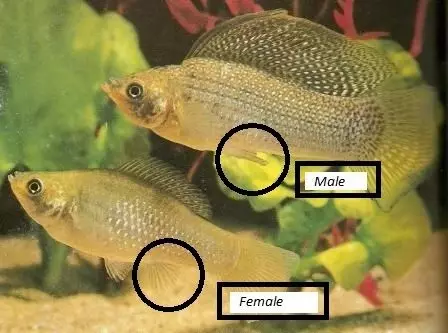 Загас Моллинзиа (33 зураг): Aquarium загасны агуулгын онцлог. Эмэгтэй хүнийг эрэгтэй хүнээс хэрхэн ялгах вэ? 11527_14
