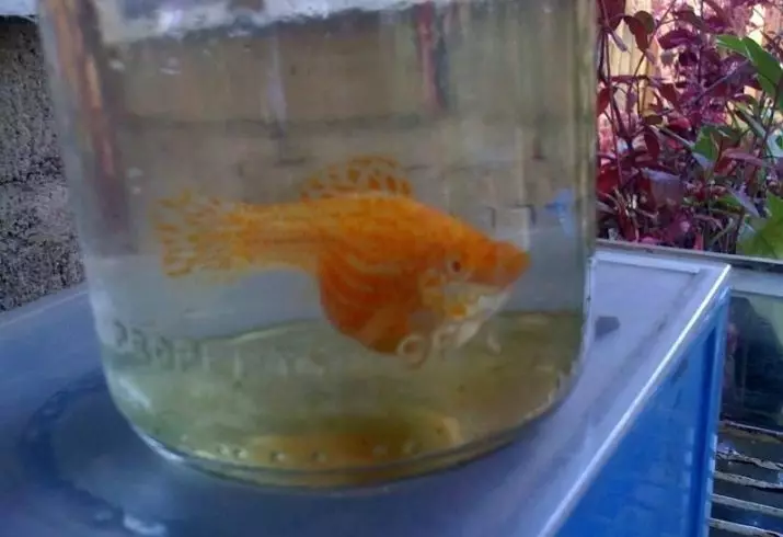 Рибка моллінезія (33 фото): особливості утримання акваріумних рибок в домашніх умовах. Як відрізнити самку від самця? 11527_15