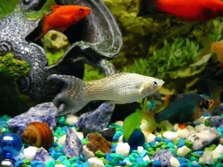 דגים מוליציה (33 תמונות): תכונות של תוכן דגים אקווריום בבית. כיצד להבחין בין נקבה מזכר? 11527_18