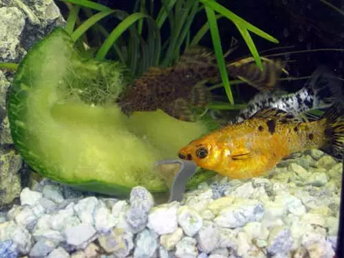 Fiŝoj Mollyzia (33 fotoj): Trajtoj de la enhavo de Aquarium Fish hejme. Kiel distingi virinon de masklo? 11527_24