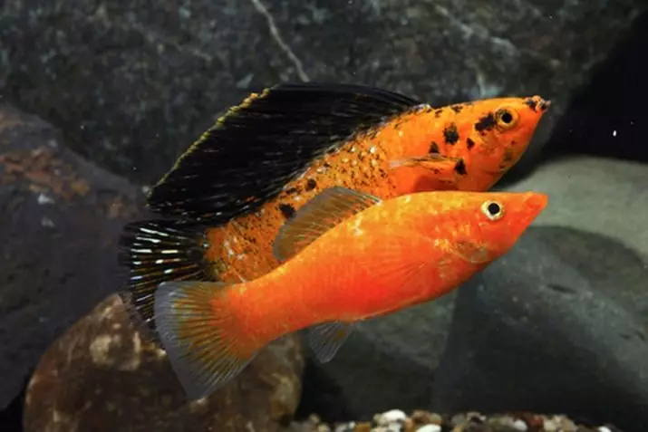 Amafi Mollyzia (Amafoto 33): Ibiranga ibikubiye muri Aquarium Fish Aquarium murugo. Nigute watandukanya umugore kuva umugabo? 11527_27