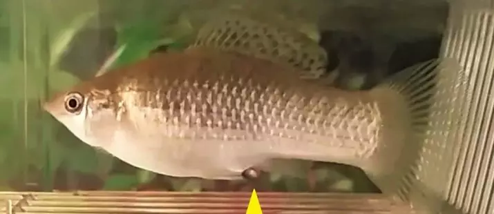 Fish Mollyzia (33 รูป): คุณสมบัติของเนื้อหาของปลาพิพิธภัณฑ์สัตว์น้ำที่บ้าน วิธีการแยกแยะหญิงจากตัวผู้? 11527_29