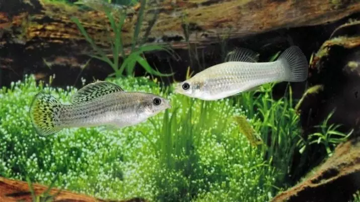 Рибка моллінезія (33 фото): особливості утримання акваріумних рибок в домашніх умовах. Як відрізнити самку від самця? 11527_3