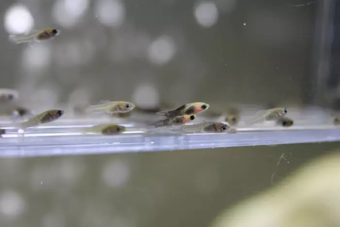 דגים מוליציה (33 תמונות): תכונות של תוכן דגים אקווריום בבית. כיצד להבחין בין נקבה מזכר? 11527_31