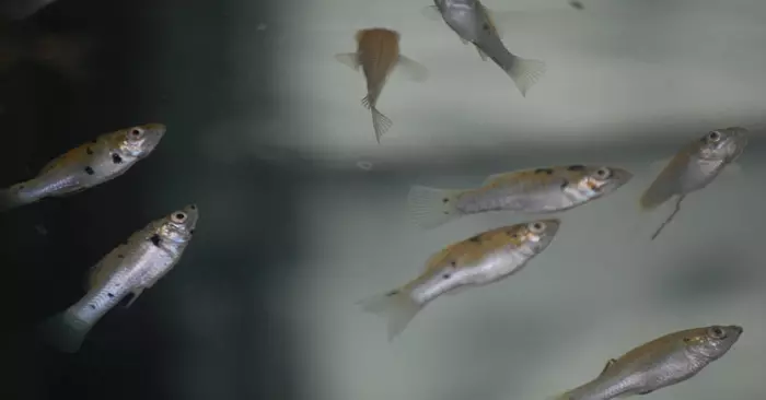 Fiŝoj Mollyzia (33 fotoj): Trajtoj de la enhavo de Aquarium Fish hejme. Kiel distingi virinon de masklo? 11527_32