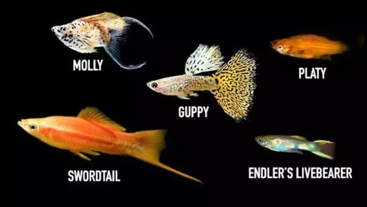 Ribe Mollyzia (33 fotografije): Značajke sadržaja akvarijske ribe kod kuće. Kako razlikovati ženku od muškarca? 11527_33