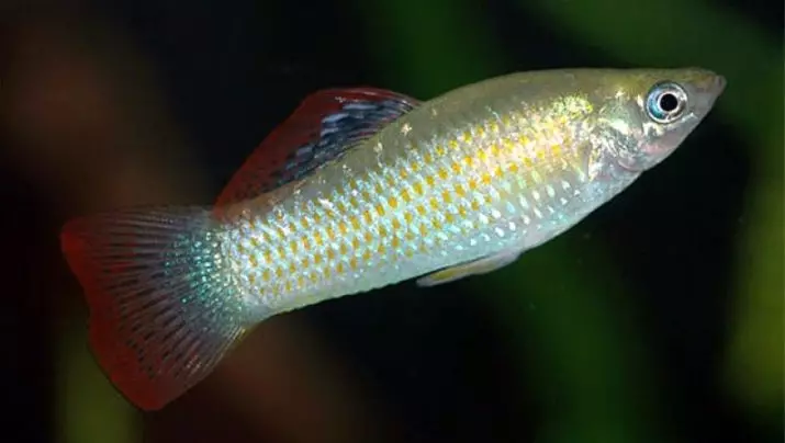 Ψάρια Mollyzia (33 φωτογραφίες): Χαρακτηριστικά του περιεχομένου των ψαριών ενυδρείου στο σπίτι. Πώς να διακρίνετε ένα θηλυκό από το αρσενικό; 11527_4