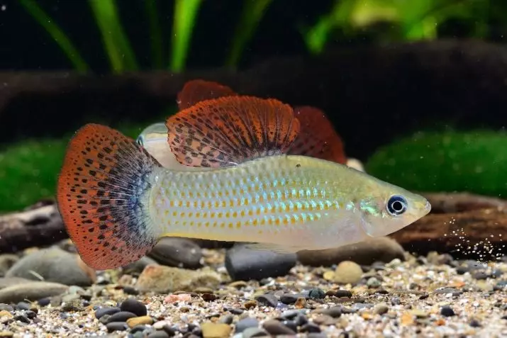 Ψάρια Mollyzia (33 φωτογραφίες): Χαρακτηριστικά του περιεχομένου των ψαριών ενυδρείου στο σπίτι. Πώς να διακρίνετε ένα θηλυκό από το αρσενικό; 11527_5
