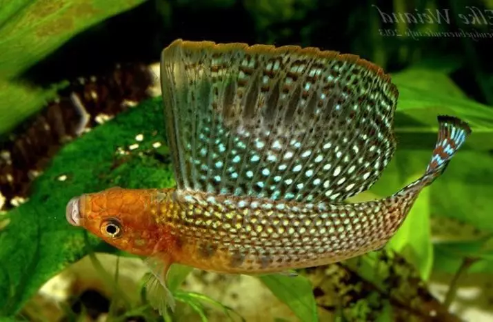 Kala mollyzia (33 fotot): akvaariumi kalade sisu omadused kodus. Kuidas eristada naist meestest? 11527_6