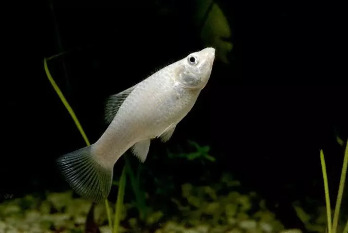 Ψάρια Mollyzia (33 φωτογραφίες): Χαρακτηριστικά του περιεχομένου των ψαριών ενυδρείου στο σπίτι. Πώς να διακρίνετε ένα θηλυκό από το αρσενικό; 11527_8