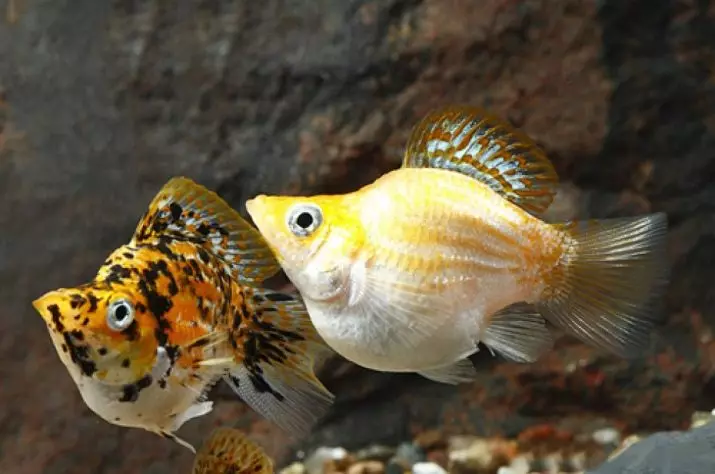 Amafi Mollyzia (Amafoto 33): Ibiranga ibikubiye muri Aquarium Fish Aquarium murugo. Nigute watandukanya umugore kuva umugabo? 11527_9