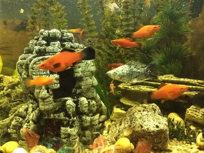 Fish Sword-Base (31 fotos): cuidado e conteúdo de peixes de aquário. Como distinguir entre mulheres e machos? Quantos vivem no aquário? Tipos e sua descrição 11531_21