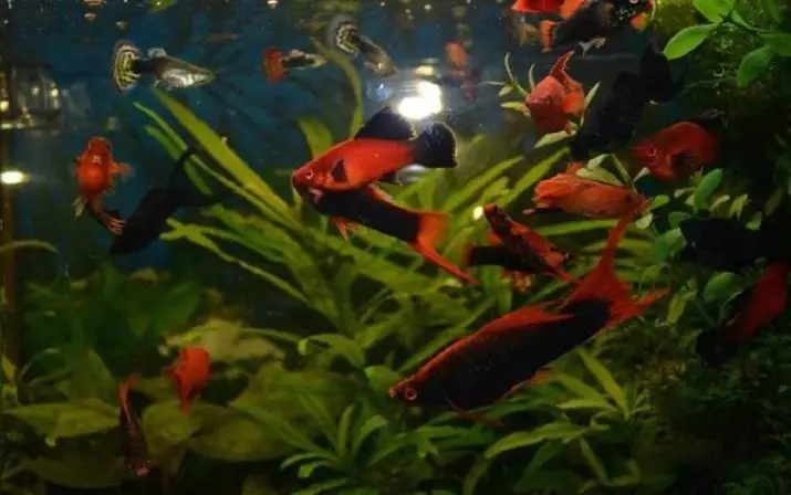 Ribji meč (31 fotografij): nega in vsebina akvarijskih rib. Kako razlikovati med ženskami in moškimi? Koliko živi v akvariju? Vrste in njihov opis 11531_24