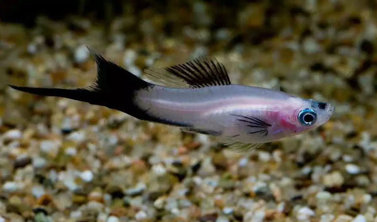 Fish Sword-Base (31 fotos): cuidado e conteúdo de peixes de aquário. Como distinguir entre mulheres e machos? Quantos vivem no aquário? Tipos e sua descrição 11531_5