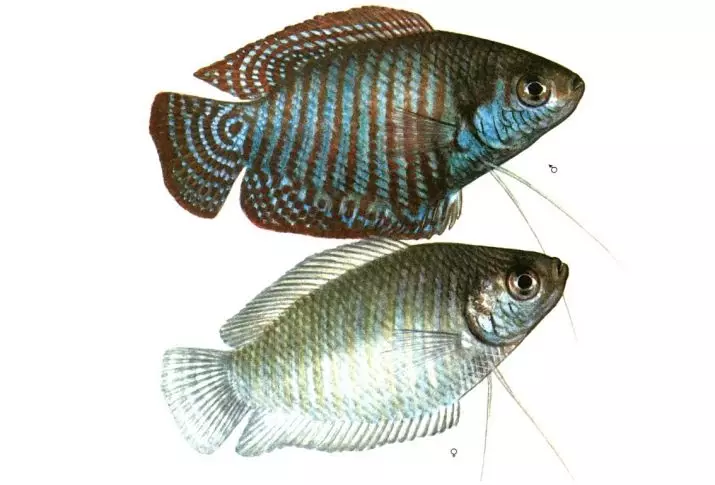 Lyalius (33 개 사진) : 설명과 함께 수족관 물고기, 코발트, 레드, 네온, 무지개와 Lyalius 다른 유형의 컨텐트에 대한 규칙 11532_15