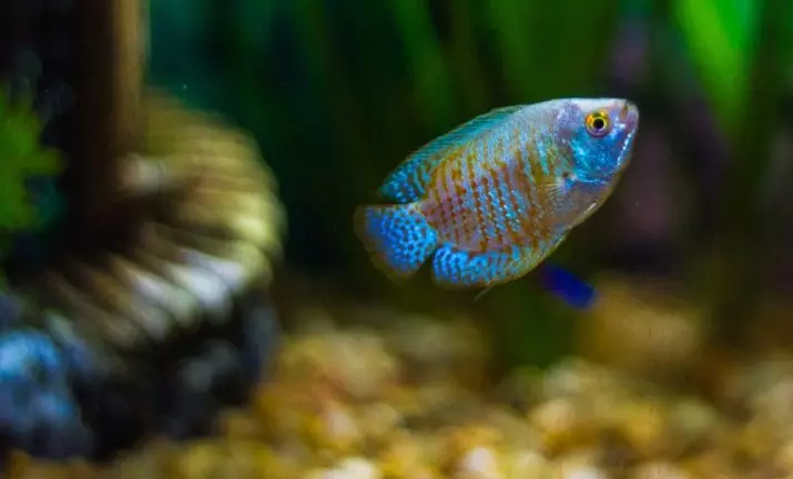 Lyalius (33 foto's): regels voor de inhoud van aquariumvissen, kobalt, rood, neon, regenboog en andere soorten lyalius met een beschrijving 11532_4