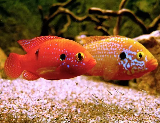 Chromis-Handsome (17 foto): Kandungan ikan akuarium dari keluarga dan keserasian cychlide, jenis ikan merah dan biru-hijau. Bagaimana untuk membezakan lelaki dari wanita? 11533_14