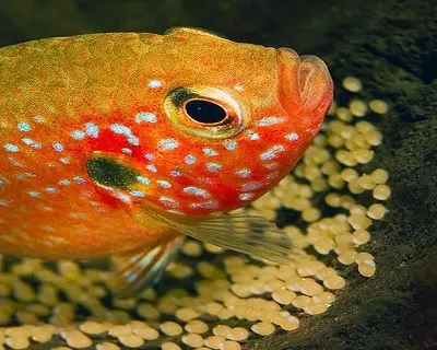 Chromis-Handsome (17 fotos): Contido de peixes de acuario dunha familia e compatibilidade Cychide, tipos de peixes vermellos e azuis. Como distinguir o home da muller? 11533_15