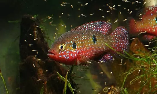 Chromis-Handsome (17 fotos): Contido de peixes de acuario dunha familia e compatibilidade Cychide, tipos de peixes vermellos e azuis. Como distinguir o home da muller? 11533_17