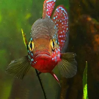 Chromis-Handsome (17 fotos): Contido de peixes de acuario dunha familia e compatibilidade Cychide, tipos de peixes vermellos e azuis. Como distinguir o home da muller? 11533_2
