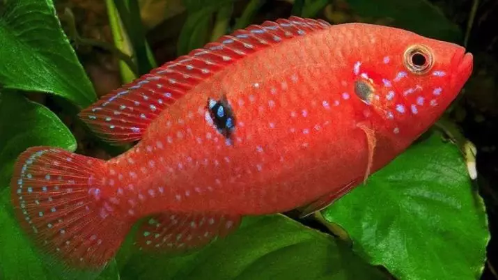 Chromis-Handsome (17 снимки): Съдържание на аквариумни риби от семейство cychlide и съвместимост, видове червено и синьо-зелени риби. Как да се разграничи от мъжки пол от женски? 11533_4