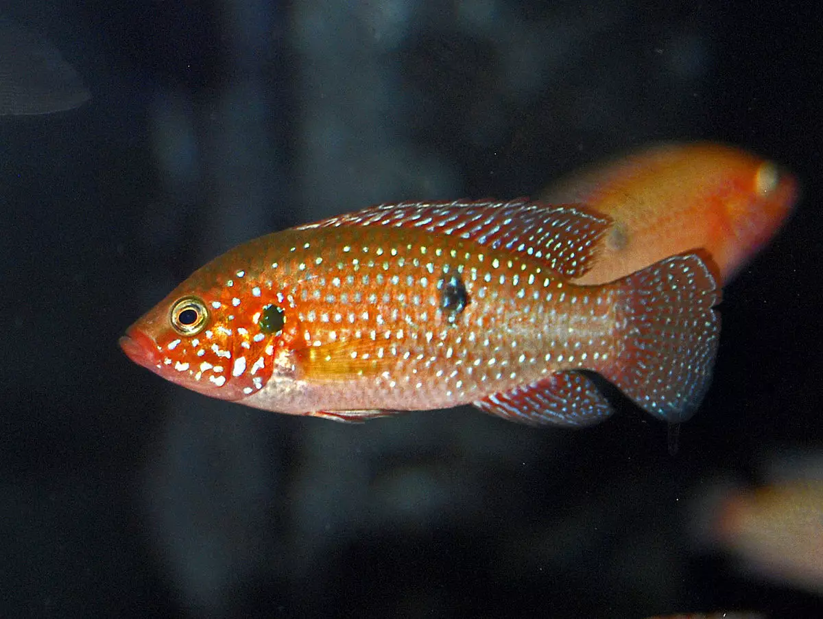 Chromis-Handsome (17 foto): Kandungan ikan akuarium dari keluarga dan keserasian cychlide, jenis ikan merah dan biru-hijau. Bagaimana untuk membezakan lelaki dari wanita? 11533_5