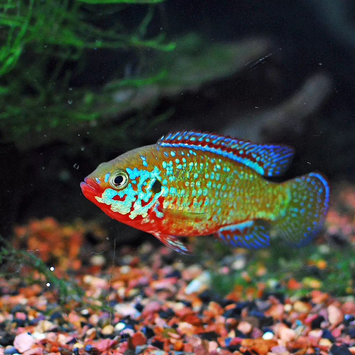 Chromis-Handsome (17 снимки): Съдържание на аквариумни риби от семейство cychlide и съвместимост, видове червено и синьо-зелени риби. Как да се разграничи от мъжки пол от женски? 11533_6