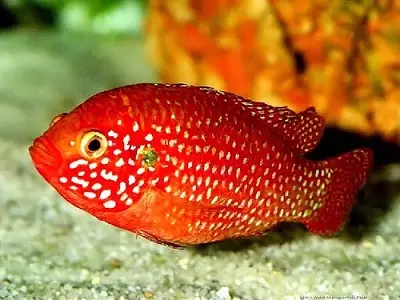 Chromis-Handsome (17 foto): Kandungan ikan akuarium dari keluarga dan keserasian cychlide, jenis ikan merah dan biru-hijau. Bagaimana untuk membezakan lelaki dari wanita? 11533_7