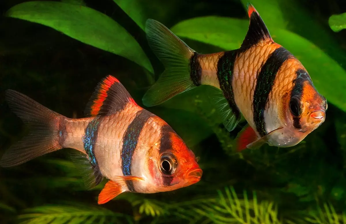 Chromis-Handsome (17 снимки): Съдържание на аквариумни риби от семейство cychlide и съвместимост, видове червено и синьо-зелени риби. Как да се разграничи от мъжки пол от женски? 11533_8
