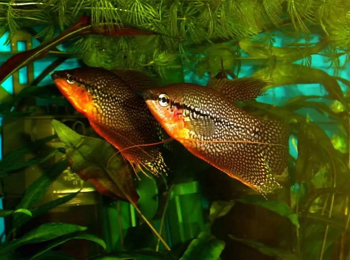 гурами аквариумная рыбка содержание фото