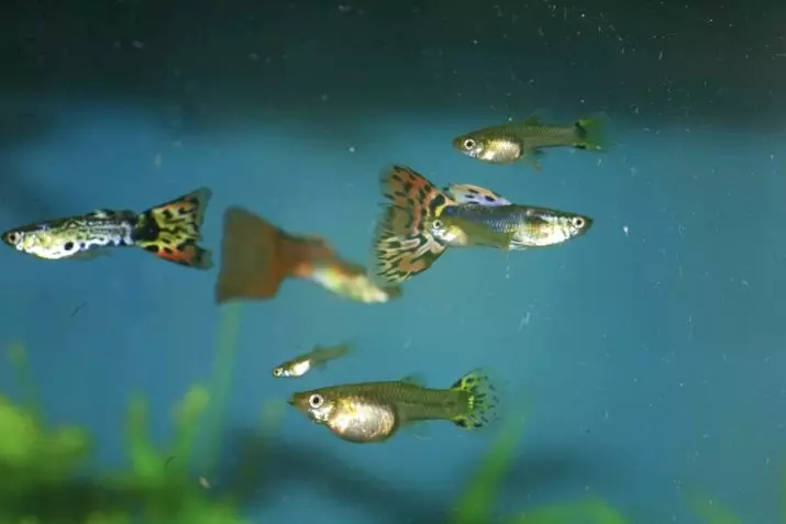 Flinks Guppies (22 photos): How fast are they growing? Care for years. Is it possible to transplant the fry in the overall aquarium? When to transplant? How to determine the floor? 11535_21