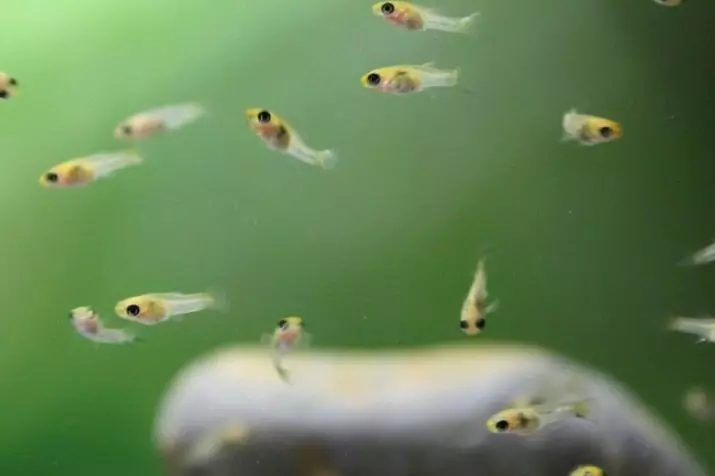 FLINKS GUPPIES (22 Fotos): Wie schnell wachsen sie? Sorge jahrelang. Ist es möglich, den Braten im gesamten Aquarium zu transplieren? Wann zu transplantieren? Wie erstellt man den Boden? 11535_3