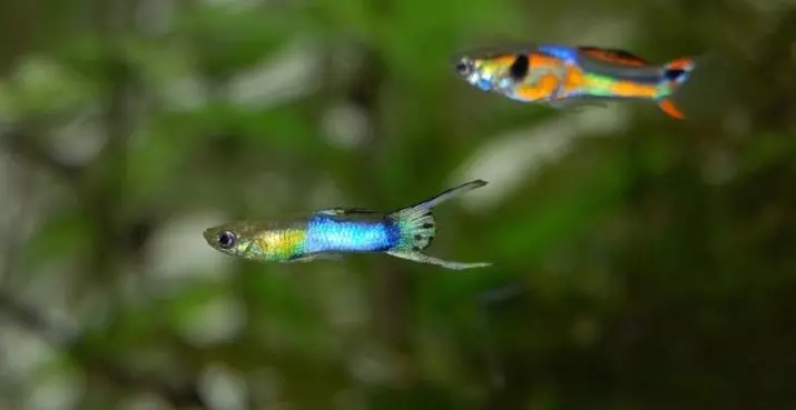 Flinks Guppies (22 photos): How fast are they growing? Care for years. Is it possible to transplant the fry in the overall aquarium? When to transplant? How to determine the floor? 11535_5