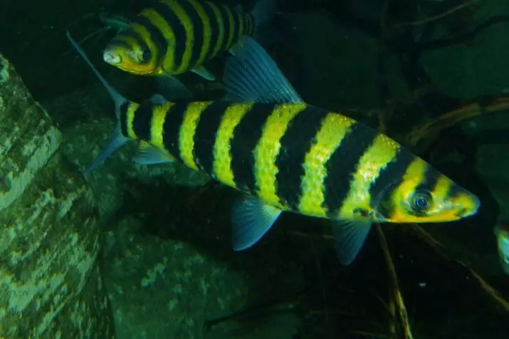 Triibeeritud akvaariumi kala (28 fotot): kollane mustade triibudega, sebrakalade ja teiste akvaariumiga polüsya sortidega. Konkreetsed tunnused 11537_15