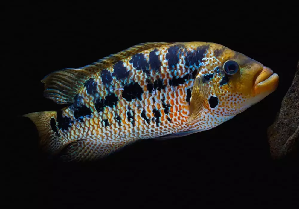 Triibeeritud akvaariumi kala (28 fotot): kollane mustade triibudega, sebrakalade ja teiste akvaariumiga polüsya sortidega. Konkreetsed tunnused 11537_16