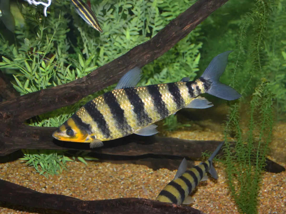 Triibeeritud akvaariumi kala (28 fotot): kollane mustade triibudega, sebrakalade ja teiste akvaariumiga polüsya sortidega. Konkreetsed tunnused 11537_21