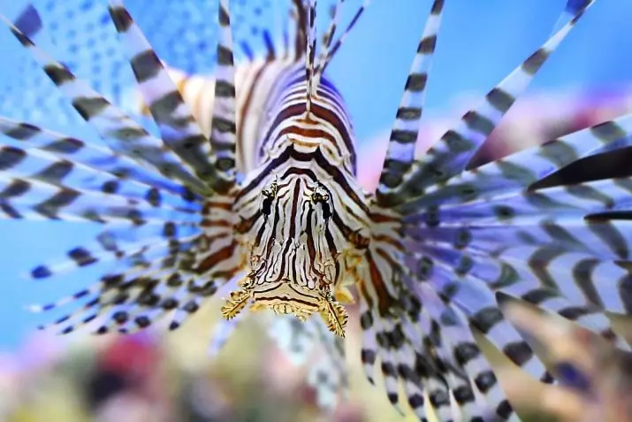 Triibeeritud akvaariumi kala (28 fotot): kollane mustade triibudega, sebrakalade ja teiste akvaariumiga polüsya sortidega. Konkreetsed tunnused 11537_27